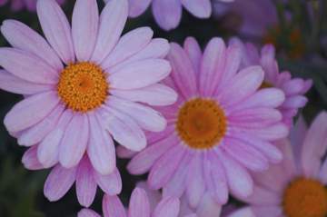 daisies-for-our-lady