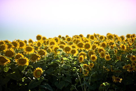 sunflowers