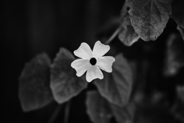 thunbergia-alata